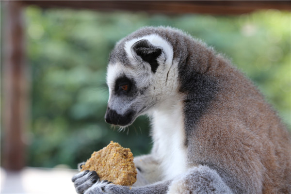 保護(hù)動物 共享未來——青島森林野生動物世界中秋國慶動物世界科普研學(xué)季