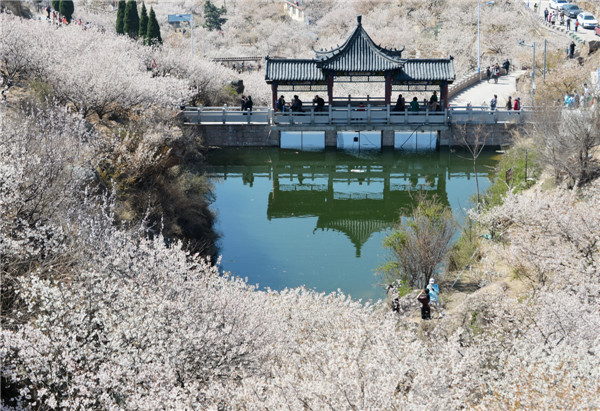 開往春天的地鐵 櫻桃花盛開，北宅大嶗櫻桃谷風(fēng)景正美（組圖）