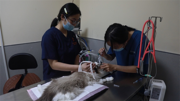 青島市嶗山區(qū):海洋生物材料撬動寵物經(jīng)濟(jì)新賽道 青島市嶗山區(qū):海洋生物材料撬動寵物經(jīng)濟(jì)新賽道